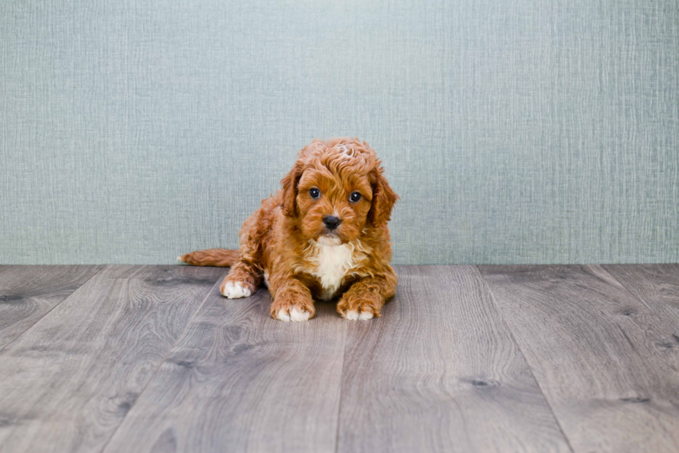 Petite Cavapoo Poodle Mix Pup