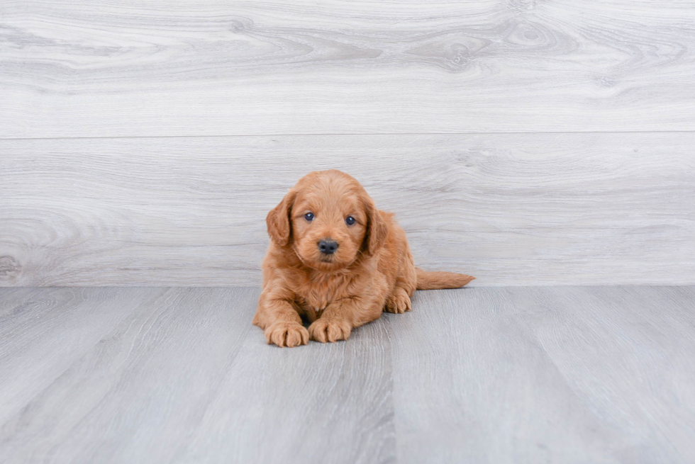 Mini Goldendoodle Pup Being Cute