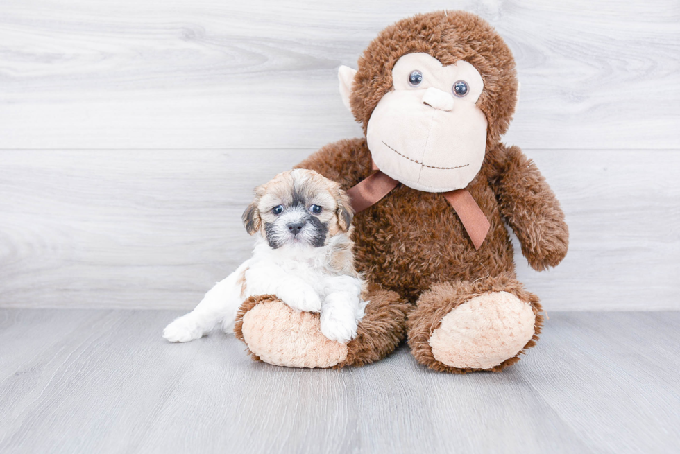 Fluffy Teddy Bear Designer Pup