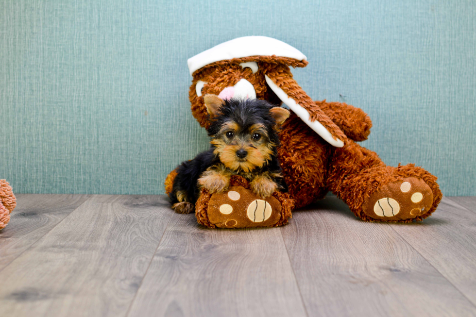 Meet Tinkerbell - our Yorkshire Terrier Puppy Photo 