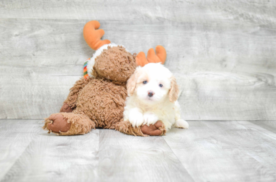 Cavachon Puppy for Adoption