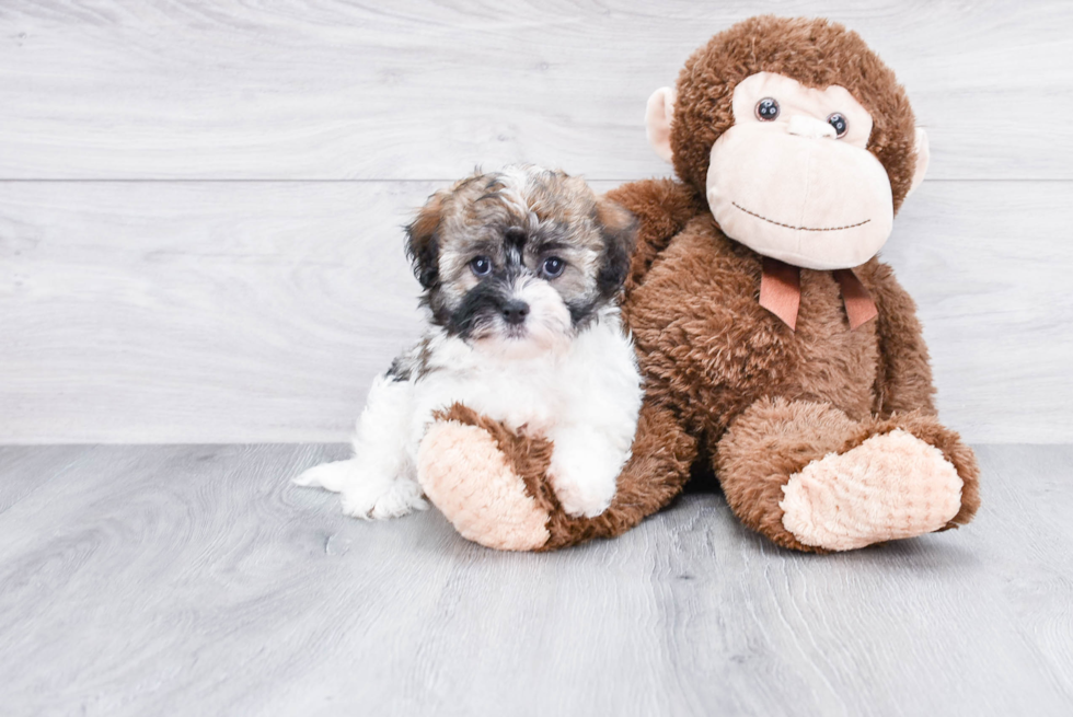 Popular Havanese Baby