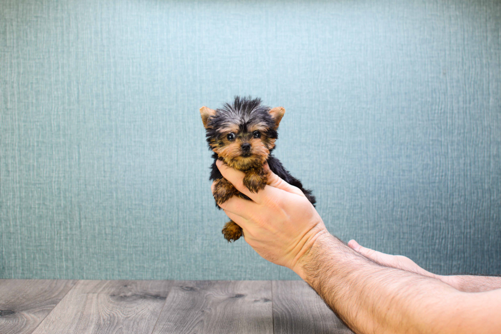 Meet Micro-Teacup Ronaldo - our Yorkshire Terrier Puppy Photo 