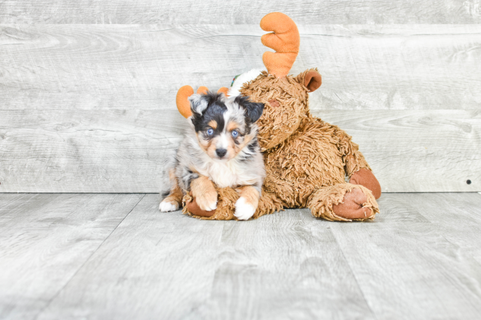 Mini Aussiedoodle Puppy for Adoption