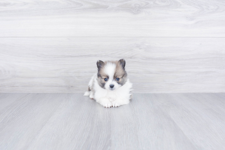 Pomeranian Pup Being Cute