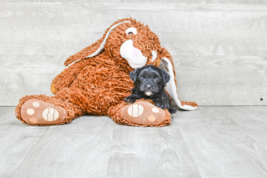 Yorkie Poo Puppy for Adoption