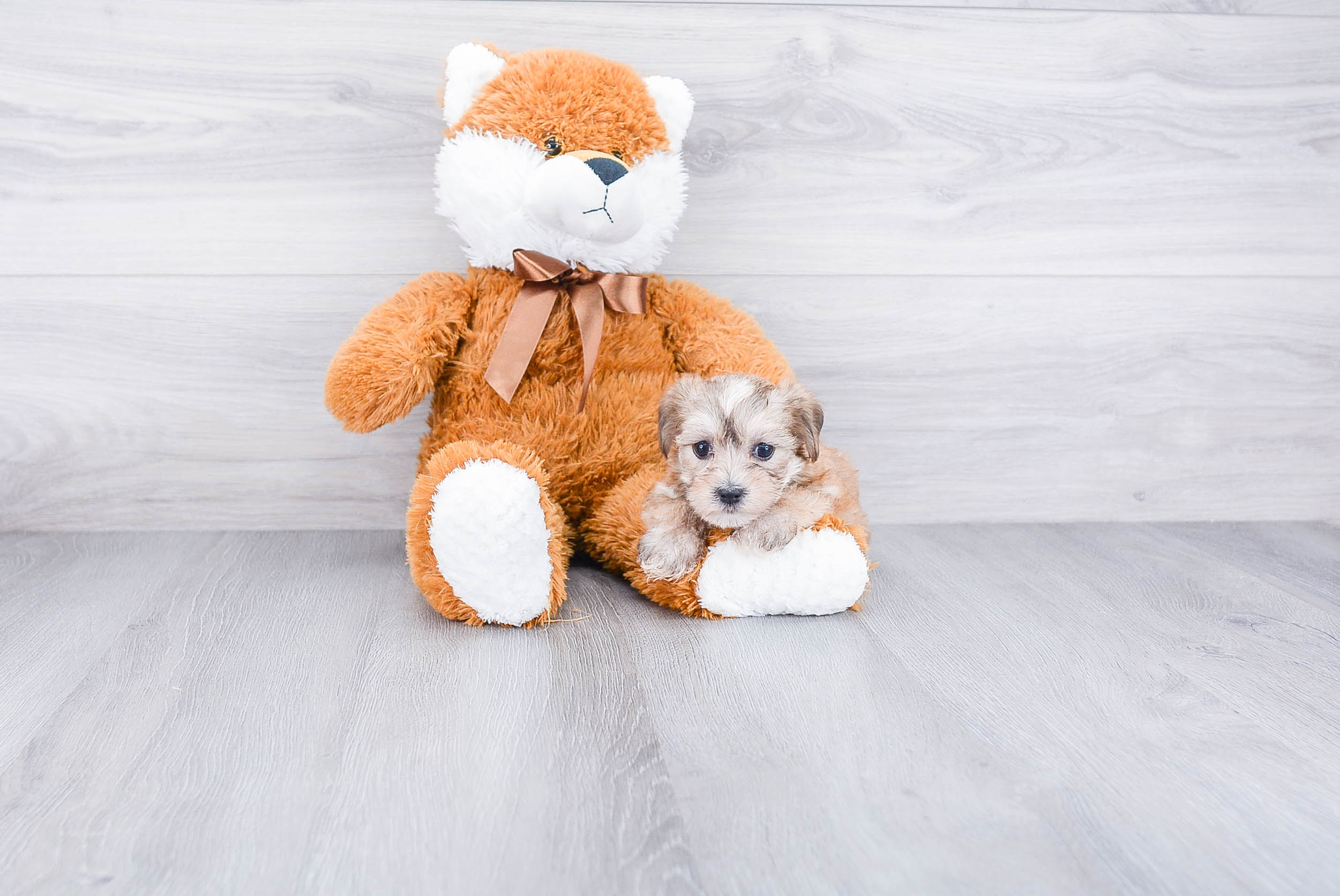 Best Morkie Baby