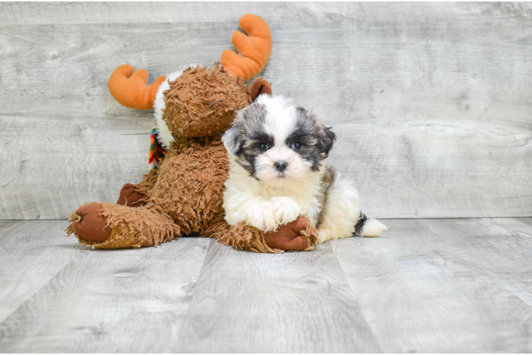 Fluffy Teddy Bear Designer Pup