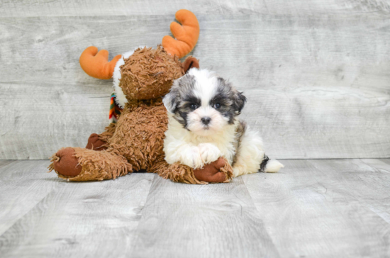 Fluffy Teddy Bear Designer Pup