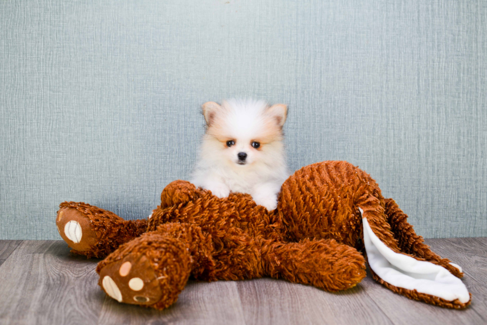 Little Pomeranian Baby