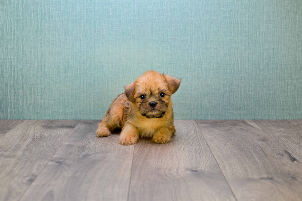 Cute Brussels Griffon Baby