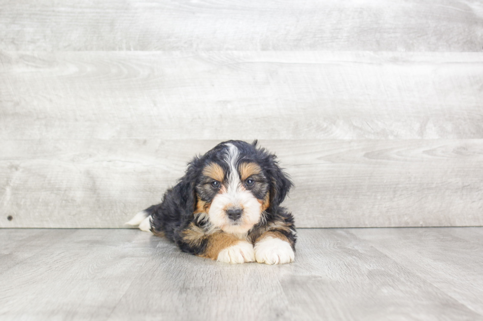 Happy Mini Bernedoodle Baby