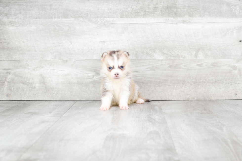 Cute Pomsky Baby