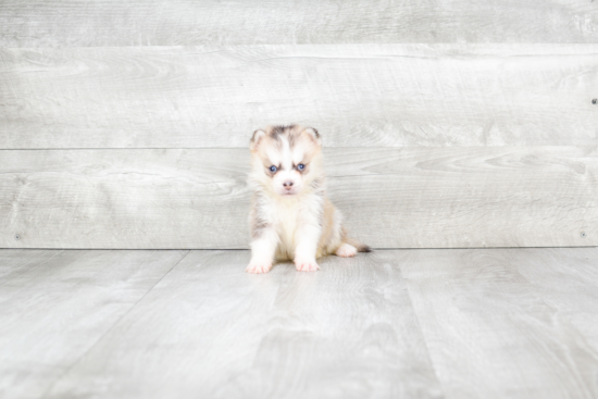 Cute Pomsky Baby