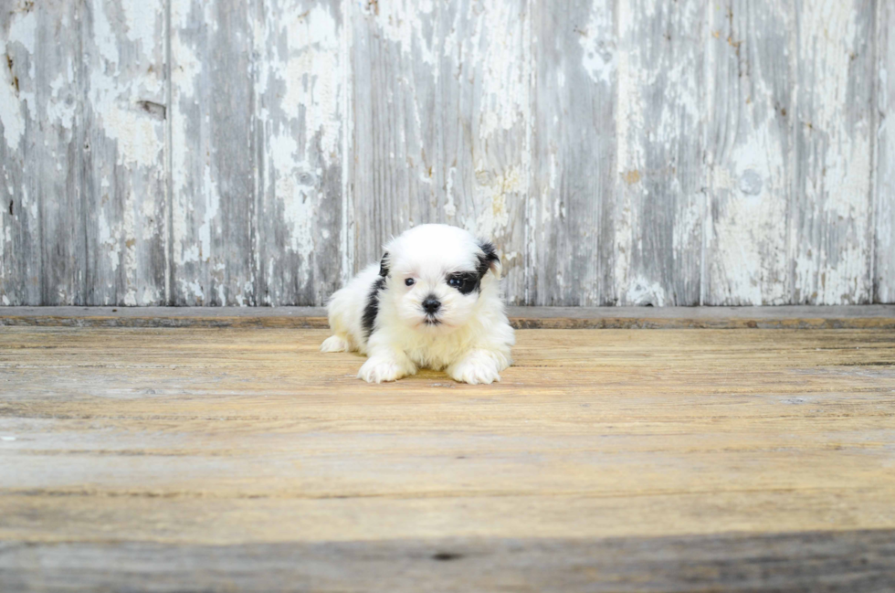 Teddy Bear Puppy for Adoption