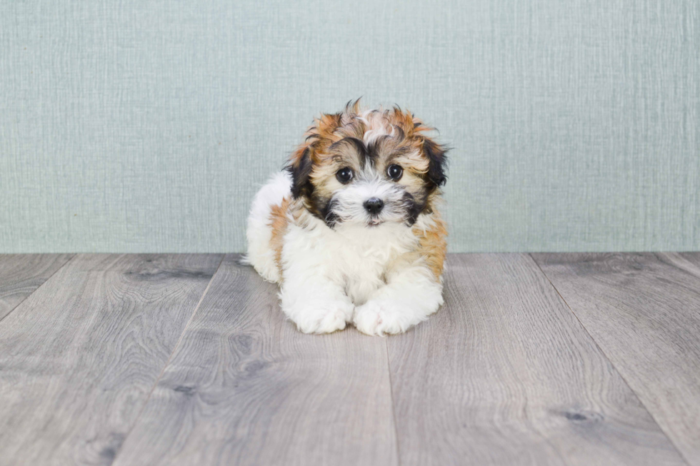 Funny Havanese Baby