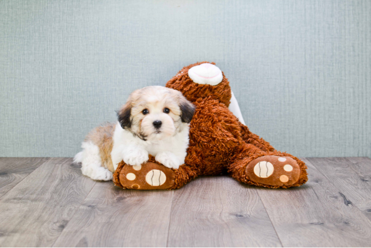 Popular Havanese Baby