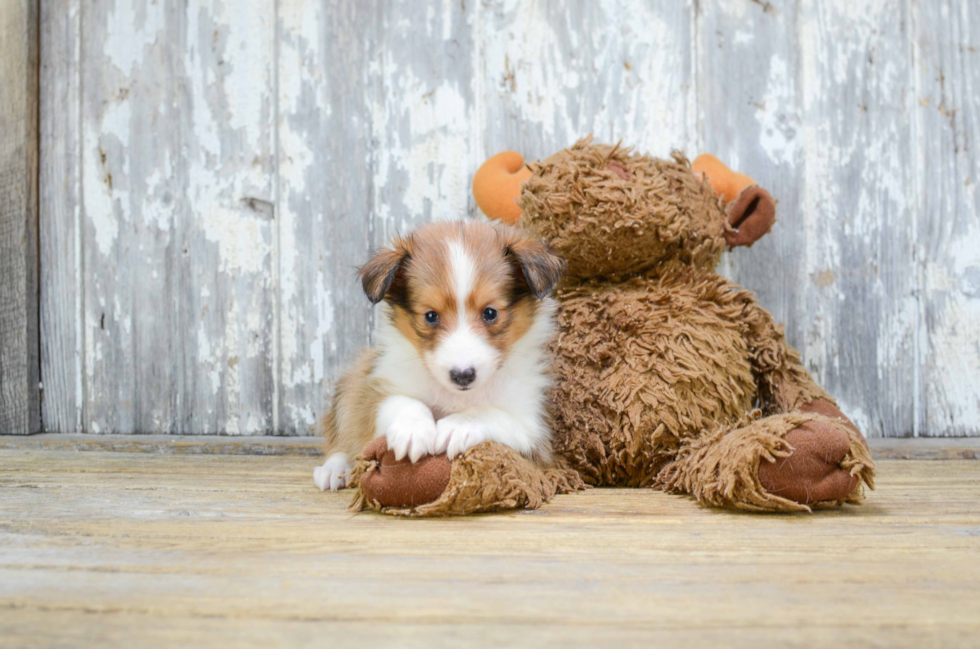 Cute Sheltie Mix Pup