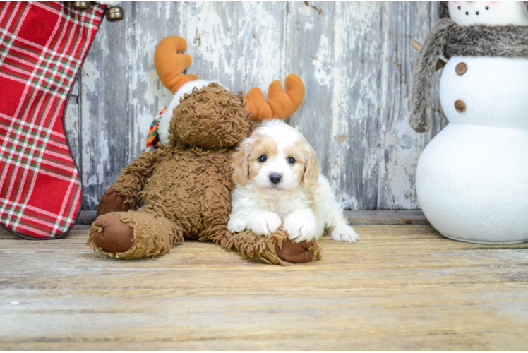 Playful Cavoodle Poodle Mix Puppy