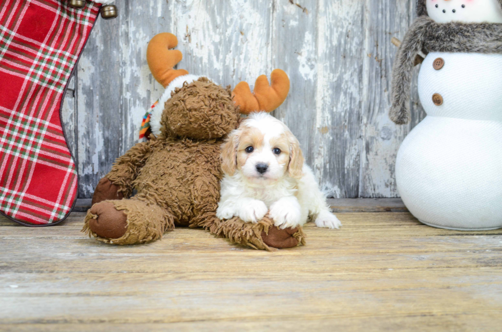 Playful Cavoodle Poodle Mix Puppy