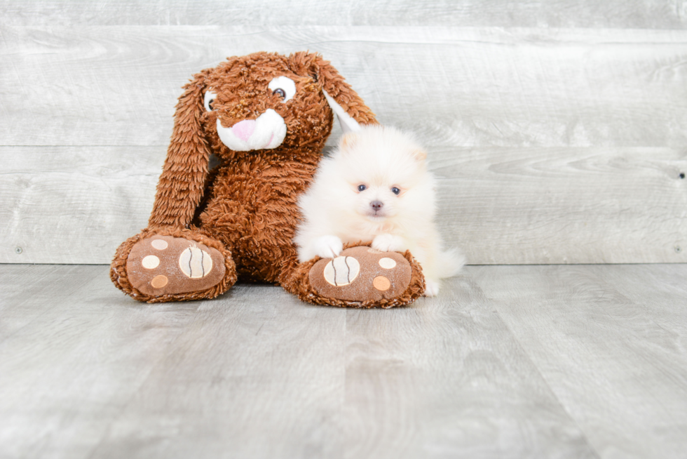 Adorable Pomeranian Purebred Puppy