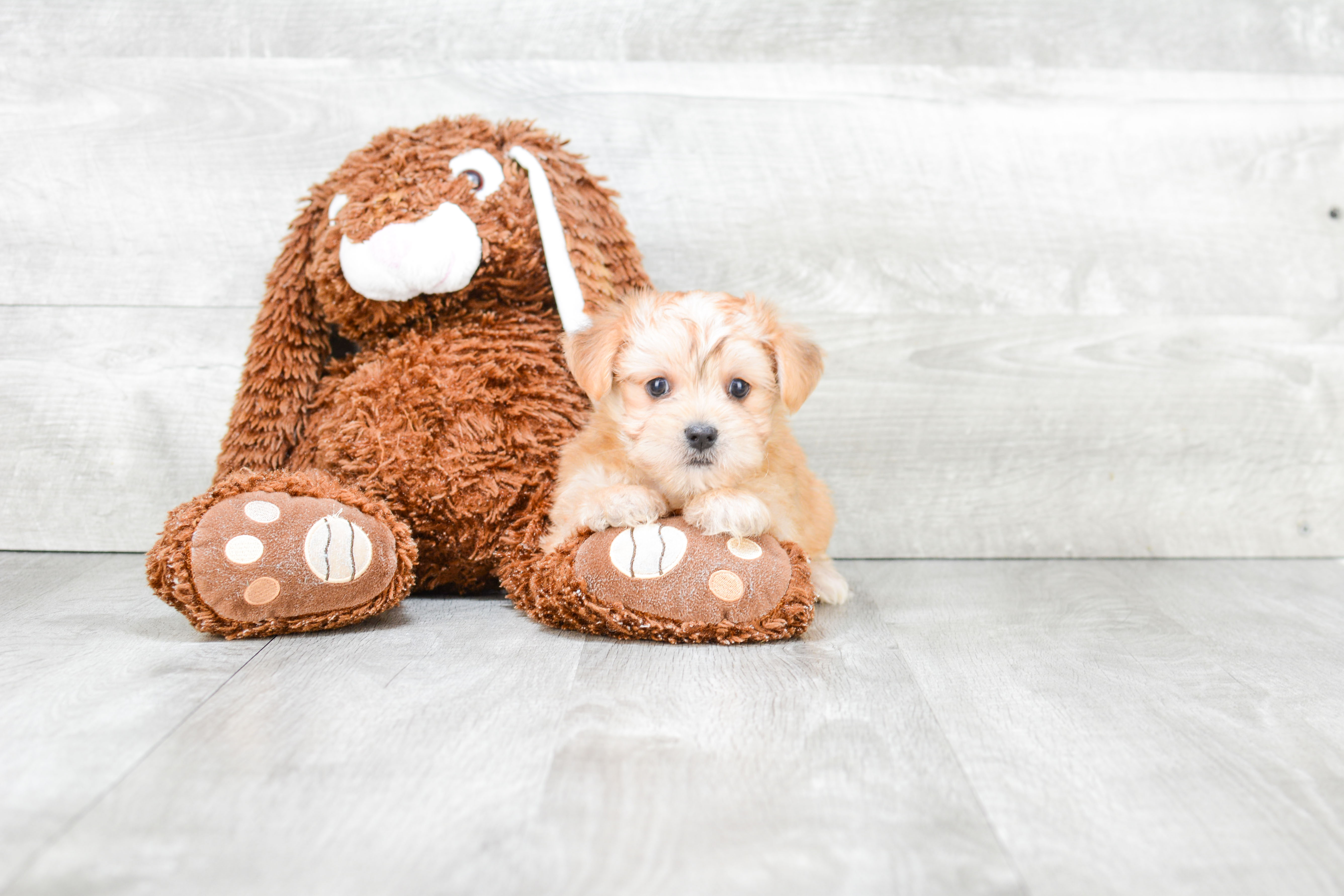 Best Morkie Baby