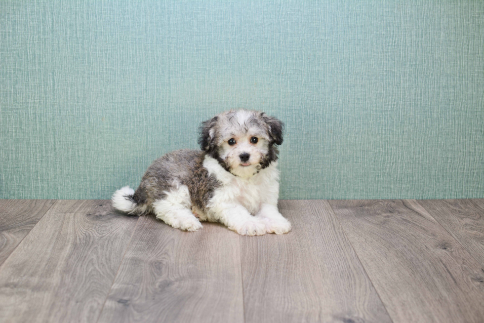 Hypoallergenic Havanese Purebred Pup