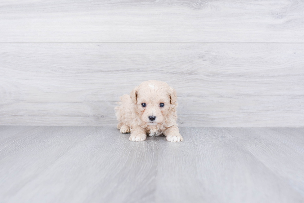 Sweet Cavapoo Baby