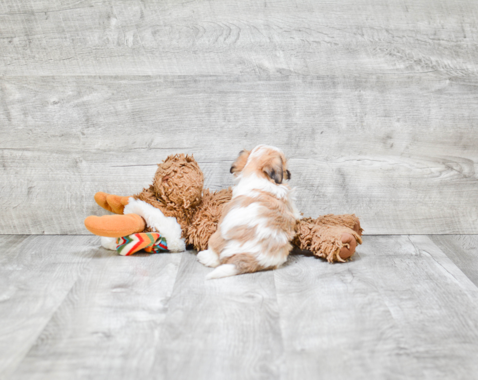 Smart Teddy Bear Designer Pup