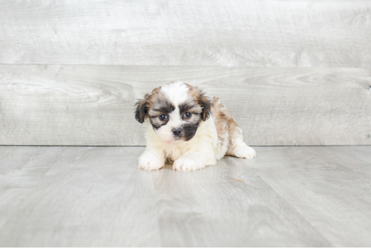 Teddy Bear Pup Being Cute