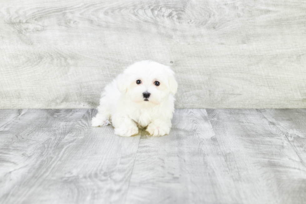 Friendly Maltese Purebred Pup