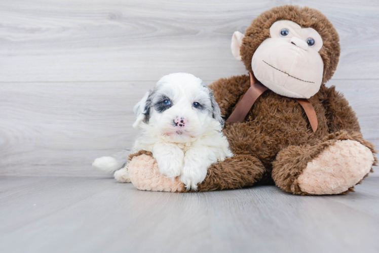 Best Mini Sheepadoodle Baby