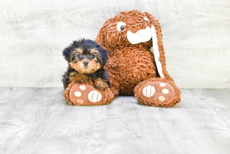 Meet Izzie - our Yorkshire Terrier Puppy Photo 