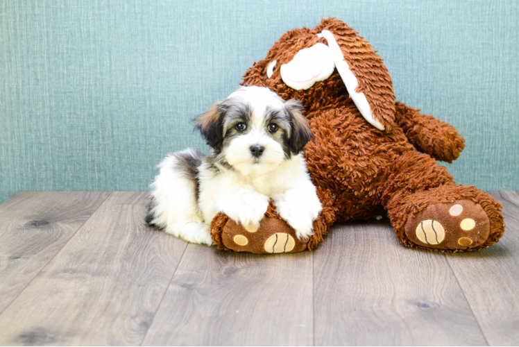 Sweet Havanese Purebred Puppy