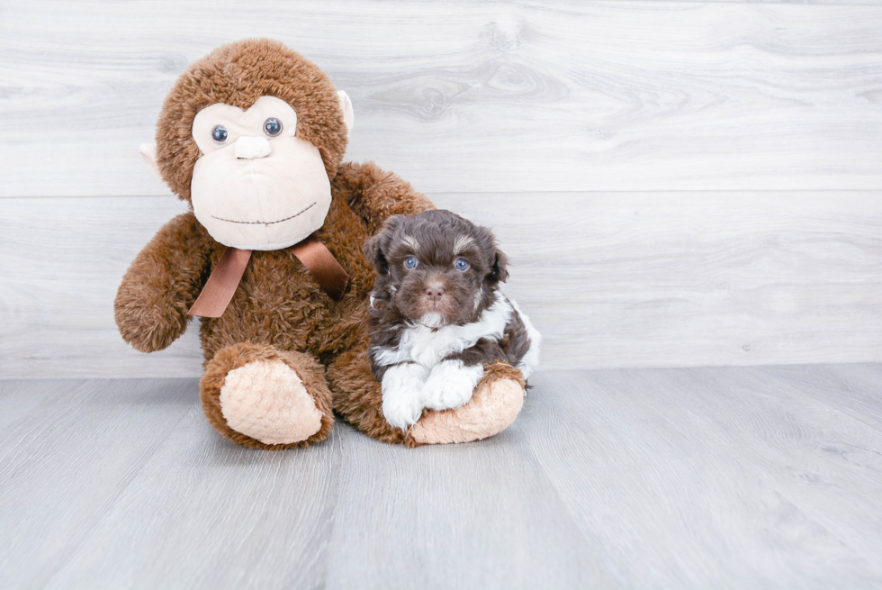 Friendly Havanese Purebred Pup