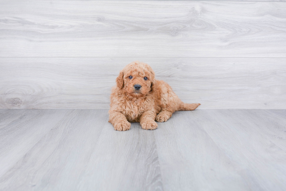 Energetic Golden Retriever Poodle Mix Puppy