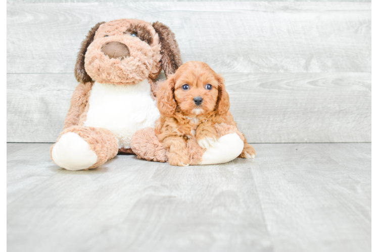 Cavapoo Pup Being Cute