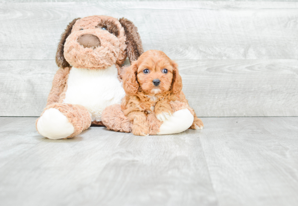 Cavapoo Pup Being Cute