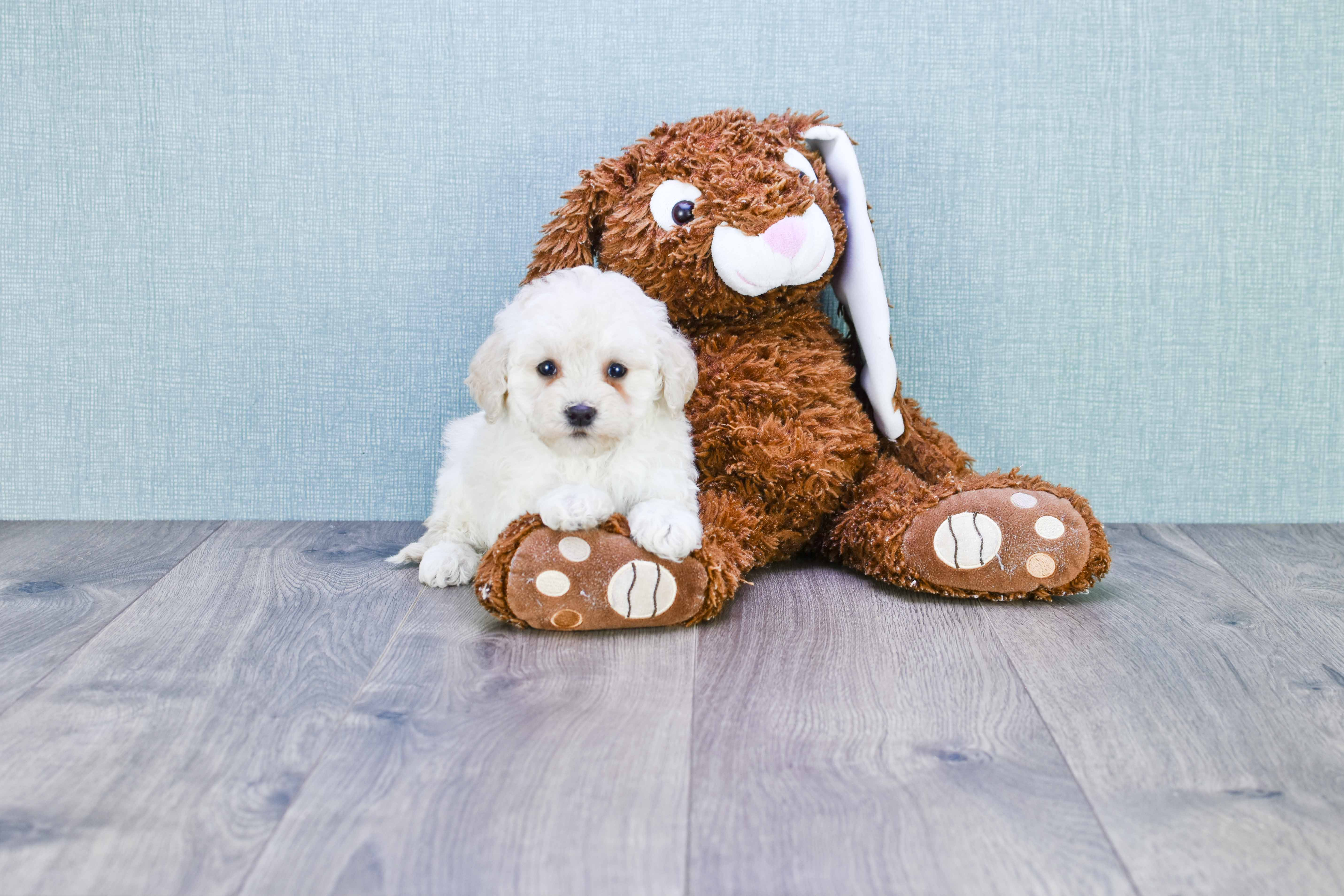 Small Mini Goldendoodle Baby