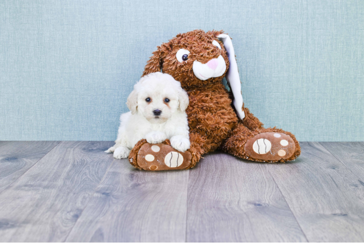 Small Mini Goldendoodle Baby