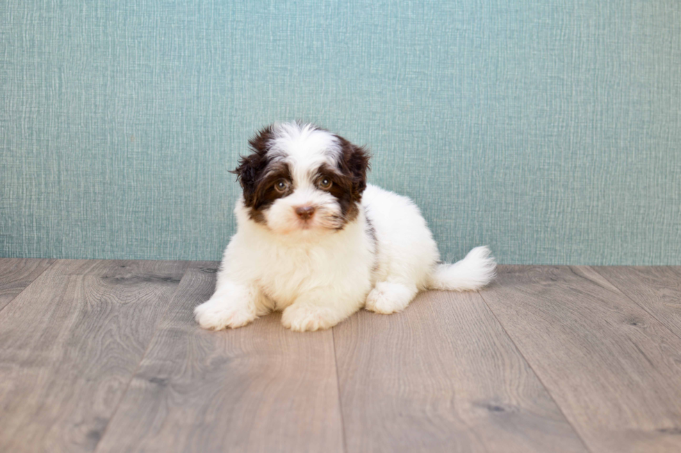 Playful Havanese Purebred Pup