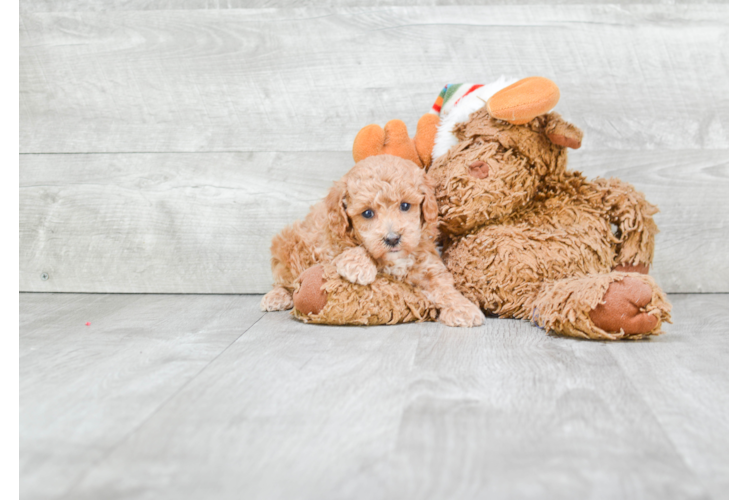 Happy Pudle Purebred Puppy