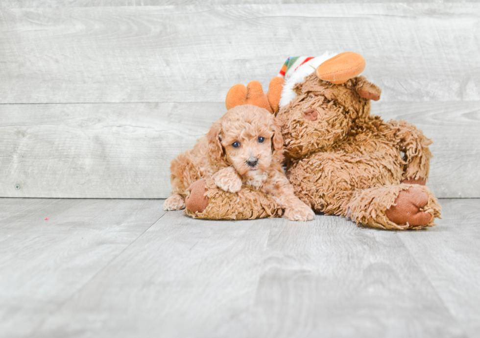 Happy Pudle Purebred Puppy