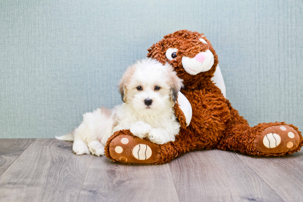 Best Havanese Baby