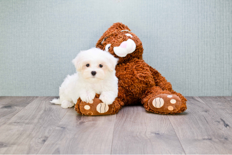 Maltipoo Puppy for Adoption