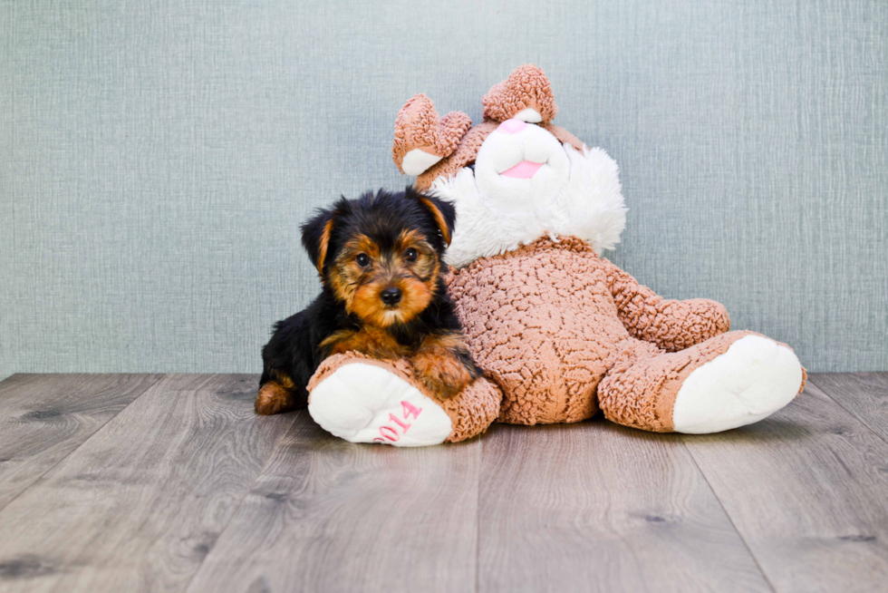 Meet Joe - our Yorkshire Terrier Puppy Photo 