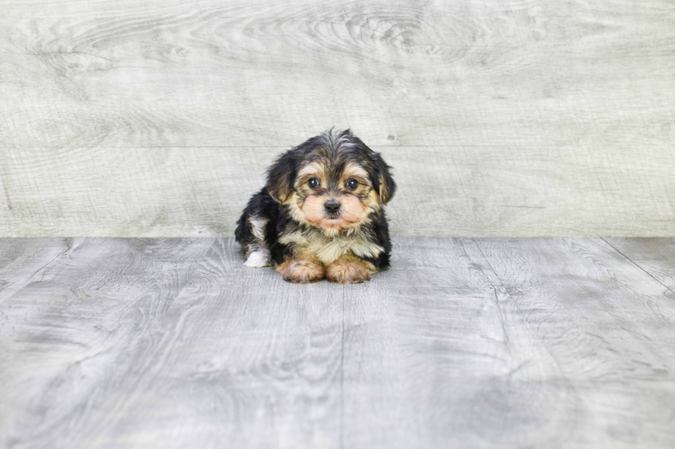 Morkie Puppy for Adoption