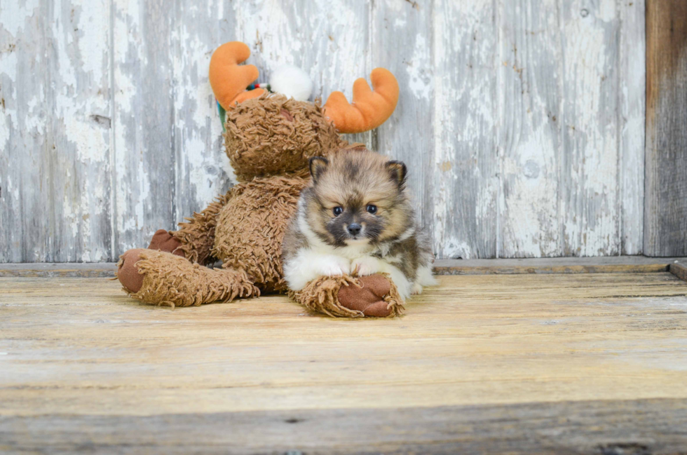 Happy Pomeranian Purebred Puppy