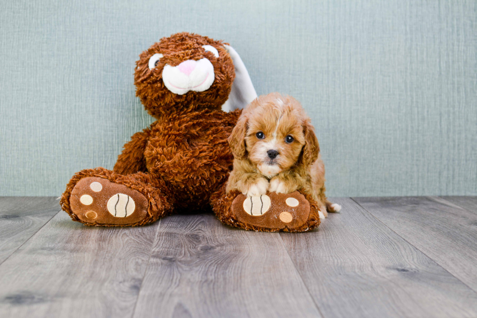 Small Cavapoo Baby