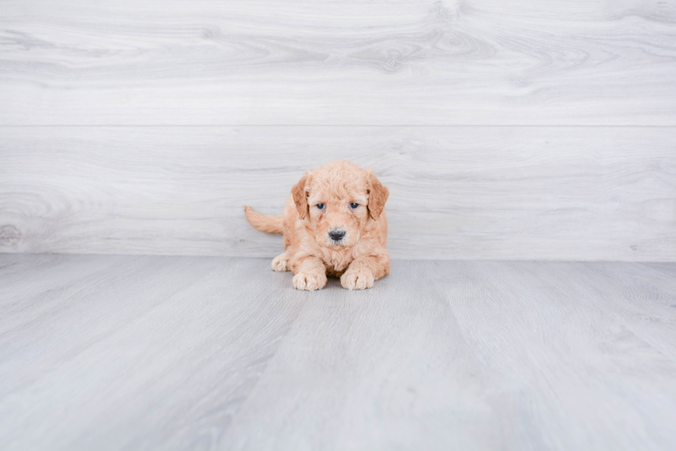 Fluffy Mini Goldendoodle Poodle Mix Pup